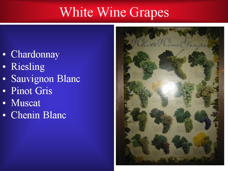 White Wine Grapes   Chardonnay Riesling Sauvignon Blanc Pinot Gris Muscat Chenin Blanc